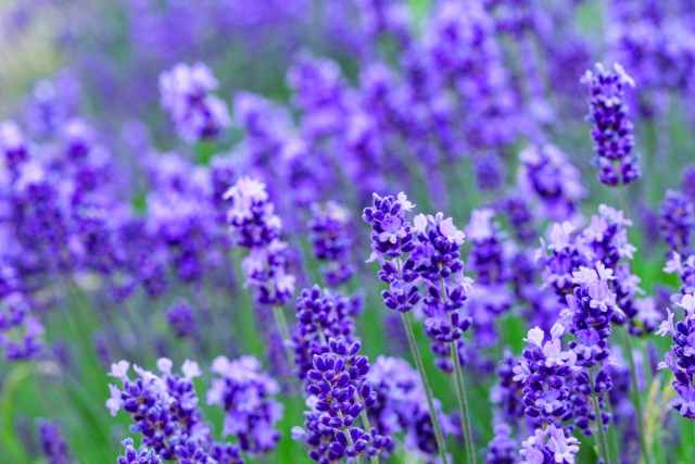 ラベンダーの花言葉とは?怖い意味もある?ピンクや白など色別にご紹介!