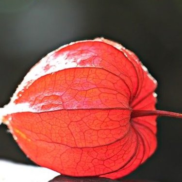 ほおずきの花言葉とは？日本・西洋の花言葉の由来や種類をご紹介！