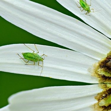 アブラムシ駆除は重曹で！薬剤を使わず安全で効果のあるものをご紹介