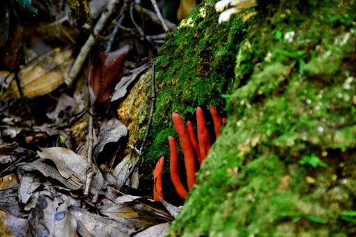 カエンタケは猛毒キノコ！触るとどうなる？繁殖してるって本当？