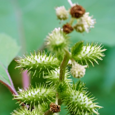 雑草「オナモミ」とは？ひっつき虫の特徴・見分け方など詳しく解説！