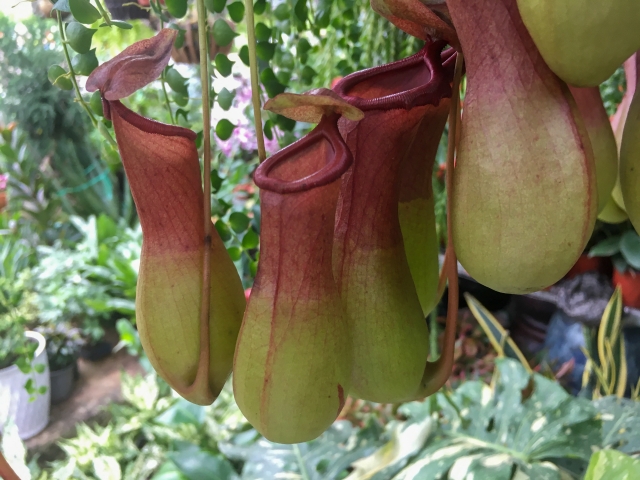 初心者向け食虫植物の育て方!餌や水やりなどのコツ・注意点を紹介のイメージ