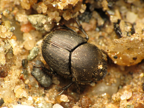 ドウガネブイブイとは?発生時期や駆除方法を解説!カナブンとは違う?