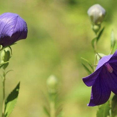 桔梗の花言葉とは？白・紫など色別の意味・由来や贈り方も紹介！