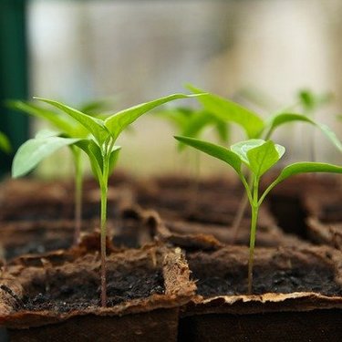 苗床とは？意味やよい土の作り方をご紹介！容器の選び方についても