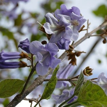 桐の花とは？神聖な木に咲く紫色の花の特徴・開花時期などを解説！