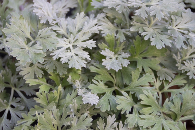 ニガヨモギってどんなハーブ？名前の意味、特徴やヨモギとの違いを解説