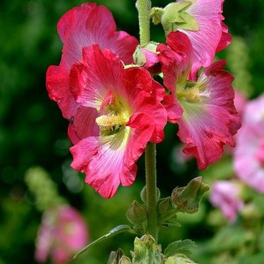 葵の花言葉とは？種類ごとの意味や名づけに使われる理由についても