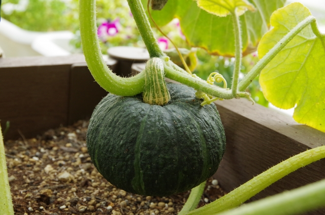 坊っちゃんかぼちゃの育て方！小さくて食べやすいかぼちゃを育ててみよう！