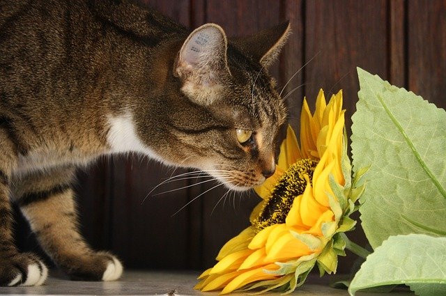 【危険】猫に有害な身近な植物一覧!種類・特徴など画像付きで解説