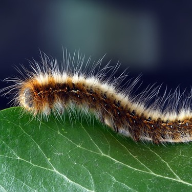 毛虫の駆除方法まとめ！庭木や葉っぱについた毛虫対策をご紹介