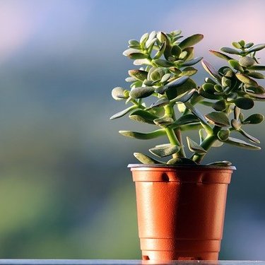 風水で良いおすすめ観葉植物20選！運気アップできる置き場所もご紹介