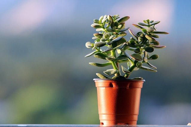 風水で良いおすすめ観葉植物20選!運気アップできる置き場所もご紹介