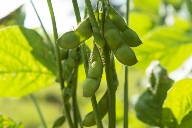 枝豆のプランターでの育て方!収穫までの栽培方法やプランターの選び方も