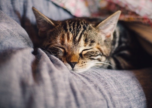 猫よけグッズランキング10選!効果の高いおすすめグッズでしっかり対策