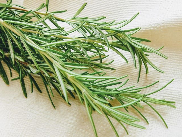 ローズマリーの収穫方法を解説！切り方のポイントやタイミングは？