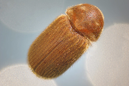 シバンムシの駆除方法！キッチンにも現れる茶色くて小さな虫の対処法を解説！