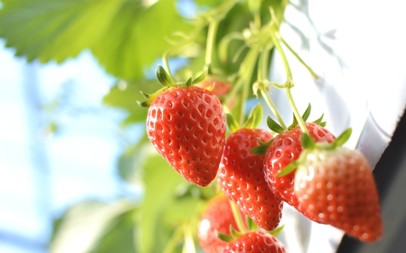 埼玉でいちご狩りができる施設15選！練乳・トッピングし放題な場所は？