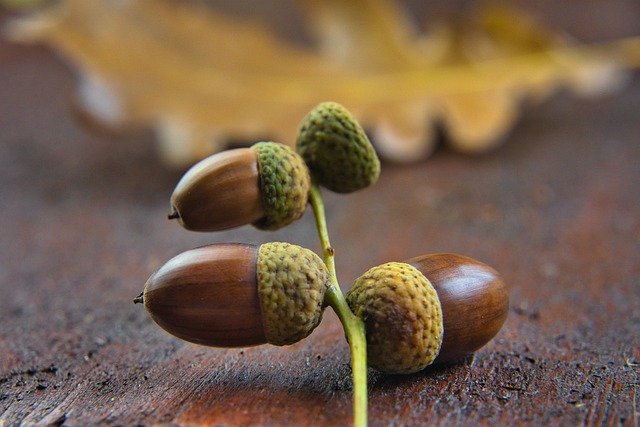 どんぐりの見分け方!意外とたくさんあるどんぐりの種類をご紹介