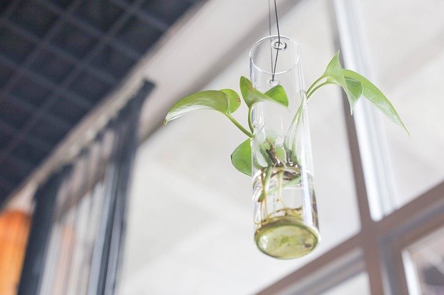 水挿しの白いもやもやはカビ?水耕栽培でカビが生えたときの除去方法は?