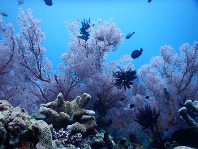 「海草」と「海藻」は違うもの？違い・見分け方をわかりやすく解説！