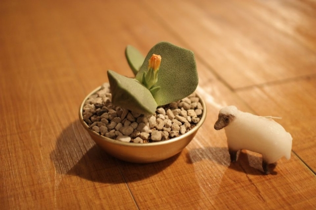 「鹿沼土」とは？多肉の栽培に適した土についてわかりやすく解説のイメージ