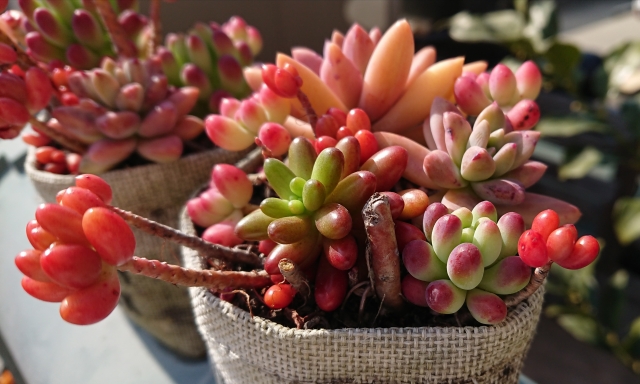 紅葉する多肉植物25選!赤く紅葉させるコツや紅葉しないときの対処法も