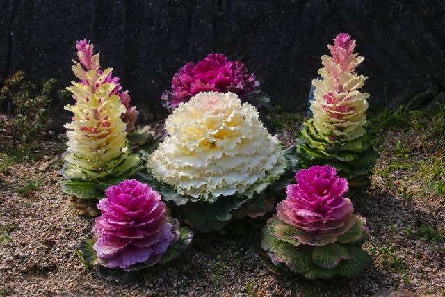 葉牡丹の育て方を解説!植え替え・寄せ植え・お手入れのコツは?