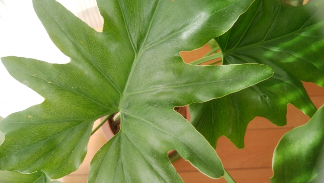 フィロデンドロンの種類(原種・品種)!特徴や育て方についてご紹介