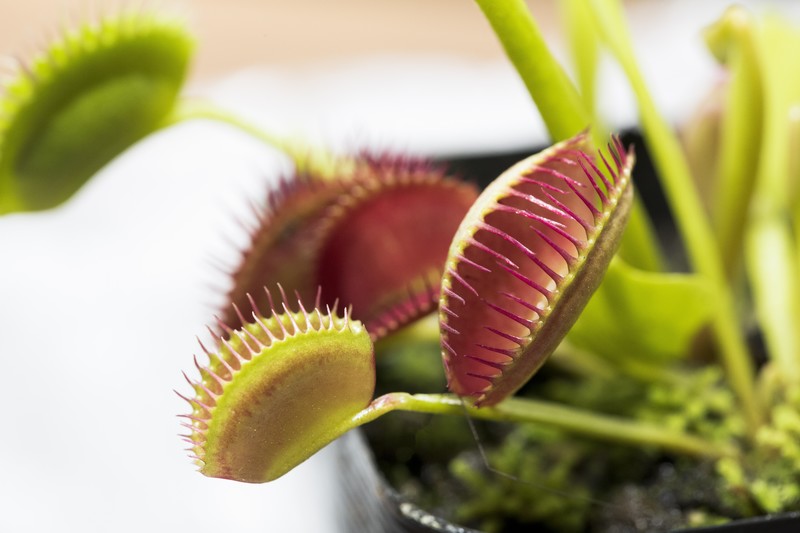 食虫植物にエサは必要?「ハエトリソウ」の基本の育て方を詳しく解説!