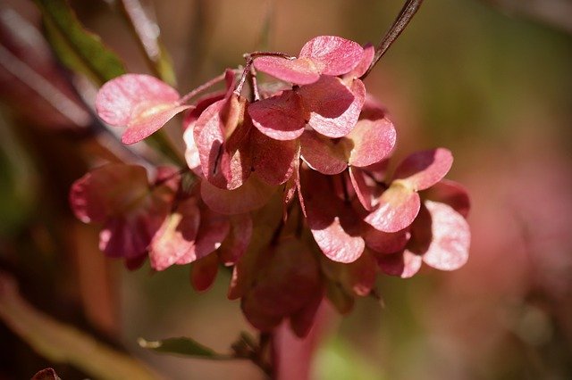 ドドナエアの魅力と育て方!見た目も可愛く人気な庭木の概要とは?