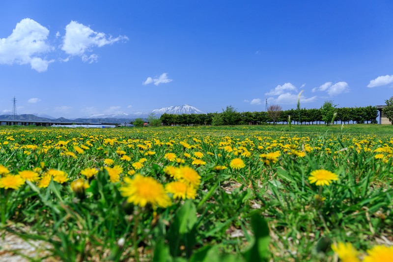 庭のたんぽぽを駆除しよう!上手な駆除方法やおすすめグッズを紹介!
