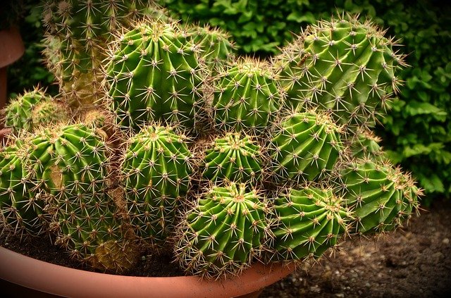 サボテンにはなぜトゲがある?理由・役割やトゲの種類をご紹介!