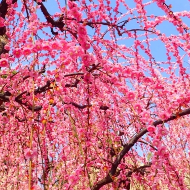 しだれ梅の育て方・手入れ方法！剪定時期や植え替えのコツは？