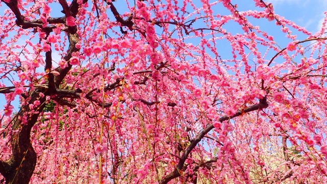 しだれ梅の育て方・手入れ方法!剪定時期や植え替えのコツは?