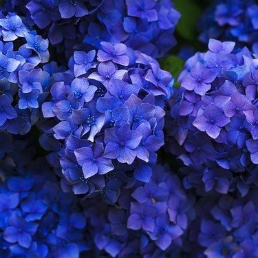 全国の紫陽花の名所ランキング20選！日本一絶景なおすすめの名所は？