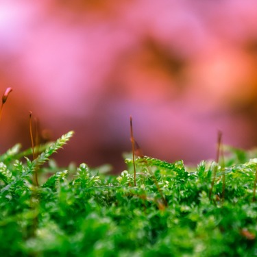 上手な苔の育て方！初心者でも育てやすい種類や殖やし方についても