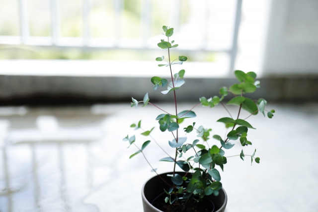 ユーカリグニーの育て方！植え付け時期や冬越しなどポイントを紹介のイメージ