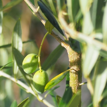 オリーブの鉢植えでの育て方！植え方から管理のコツまで詳しく解説！