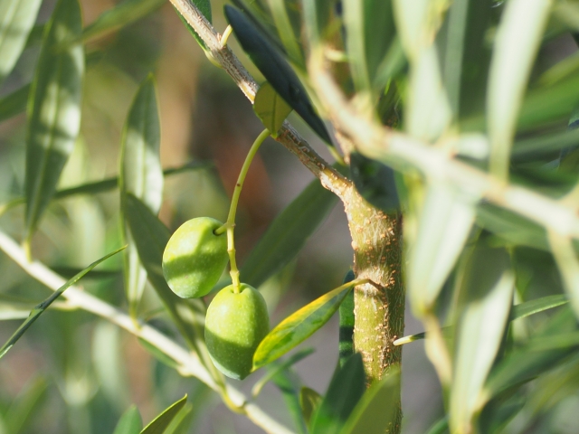 オリーブの鉢植えでの育て方!植え方から管理のコツまで詳しく解説!