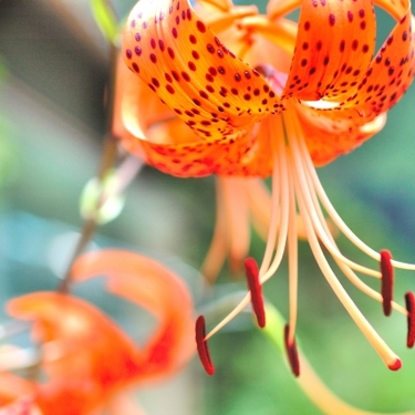 鬼百合とはどんな百合？開花時期・花言葉などを紹介！球根は食べられる？