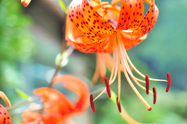 鬼百合とはどんな百合？開花時期・花言葉などを紹介！球根は食べられる？