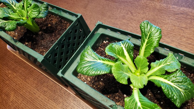 食べ終わった小松菜は再び育てられる?捨てずに再収穫する方法