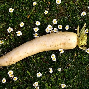 大根を種から育てる方法！芽出しのコツ・成長過程・収穫方法