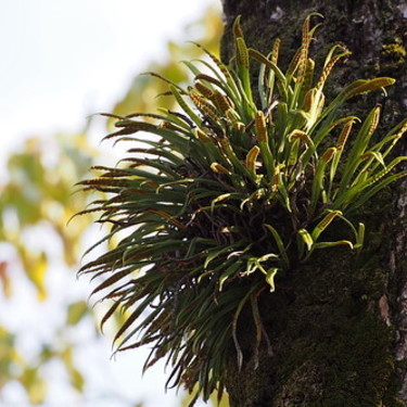 ノキシノブとは？着生植物としての特徴を紹介！ヒメノキシノブとの違いは？