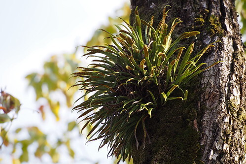 ノキシノブとは?着生植物としての特徴を紹介!ヒメノキシノブとの違いは?のイメージ