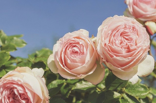 屋上庭園のメリット・デメリットは?設置やメンテナンスにかかる費用も紹介のイメージ