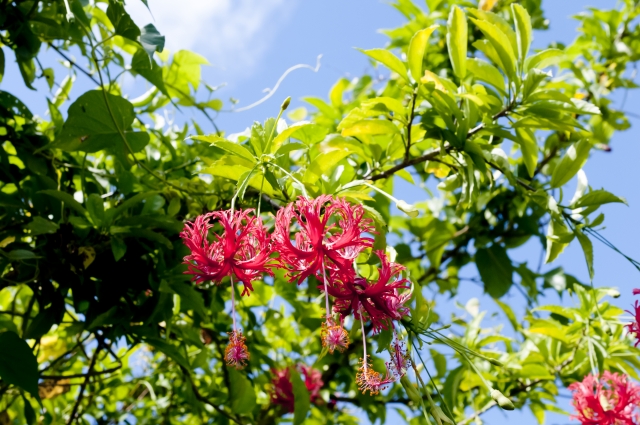 フウリンブッソウゲ（風鈴仏桑花）とは？ハイビスカス？違いや特徴を紹介