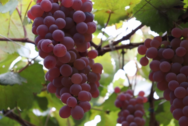 自宅でブドウを育てよう!簡単な始め方と育て方のコツを紹介!