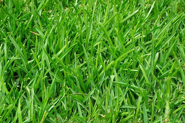芝生のコケの除去方法!キレイに効率よくコケを撃退する方法は?